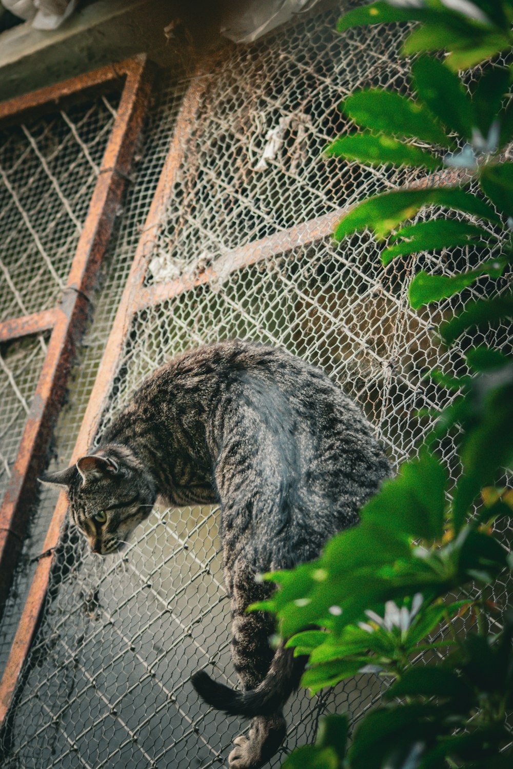 a cat that is standing in the dirt