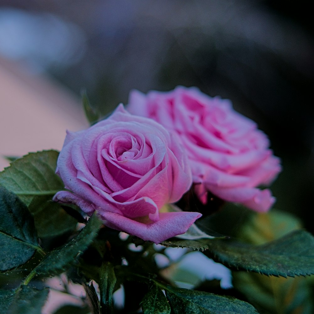 a close up of a pink rose with leaves