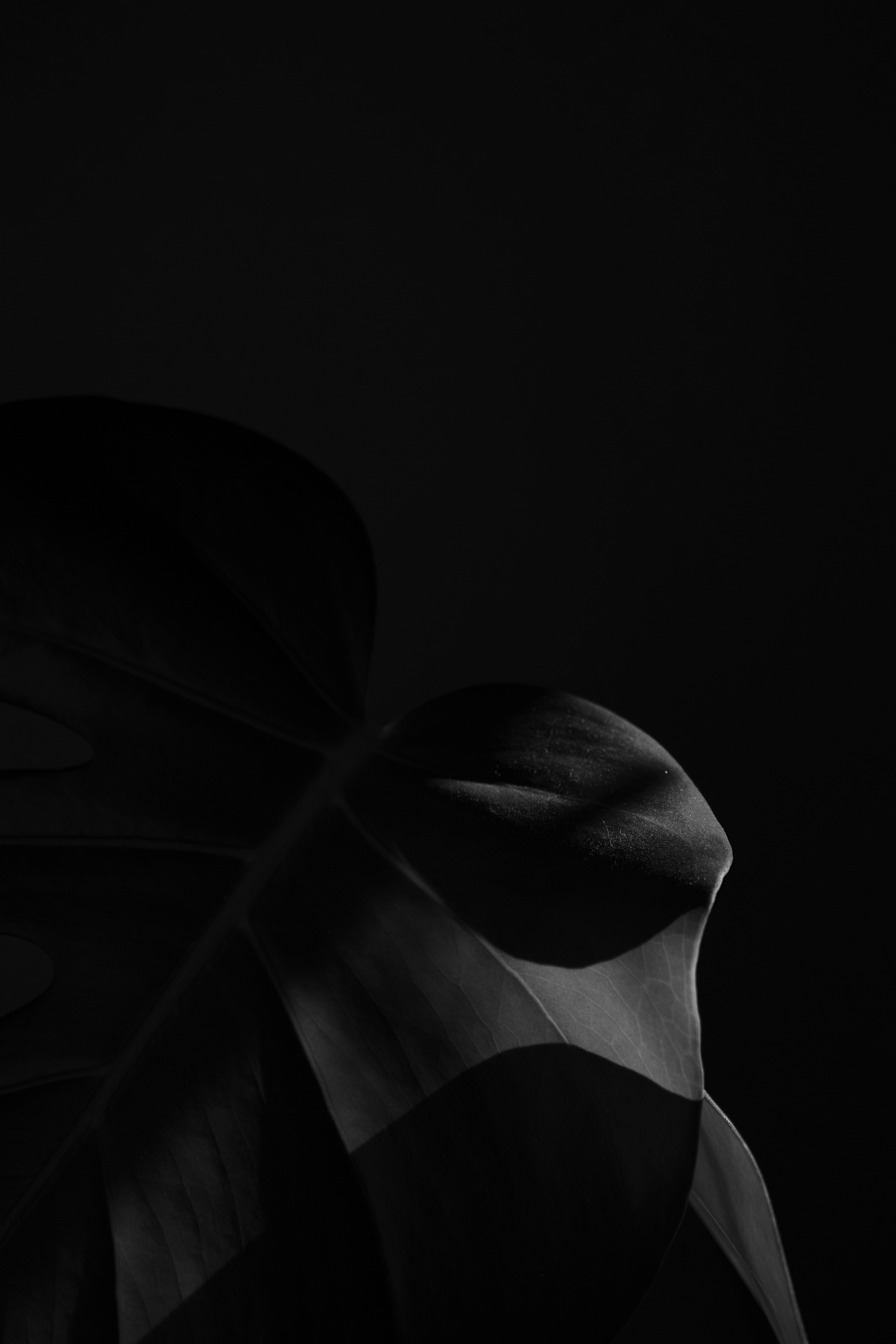 Photo by brandonstoll