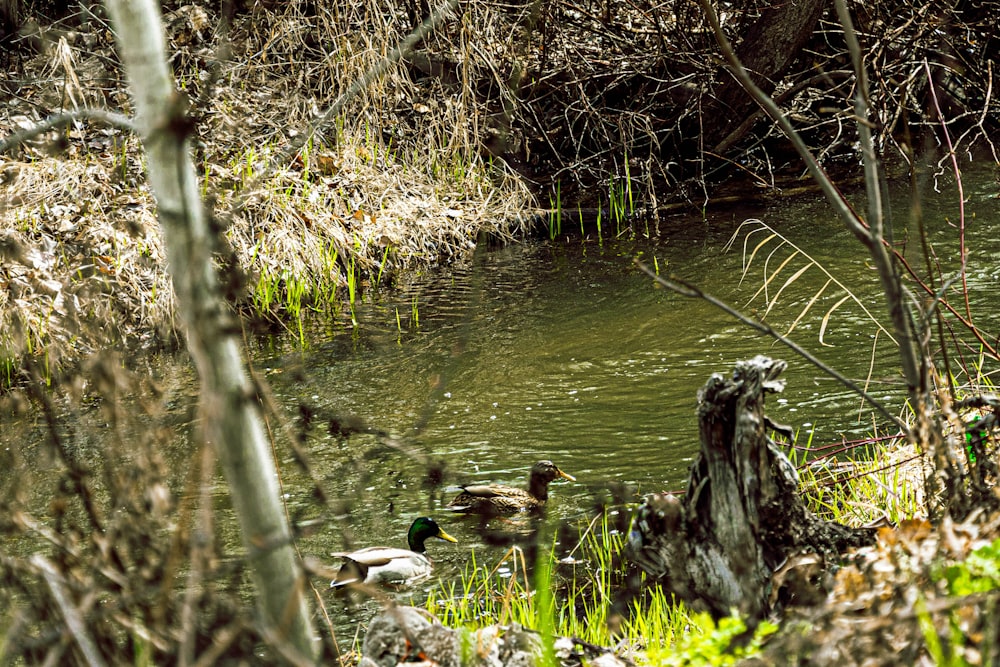 a couple of ducks that are in the water