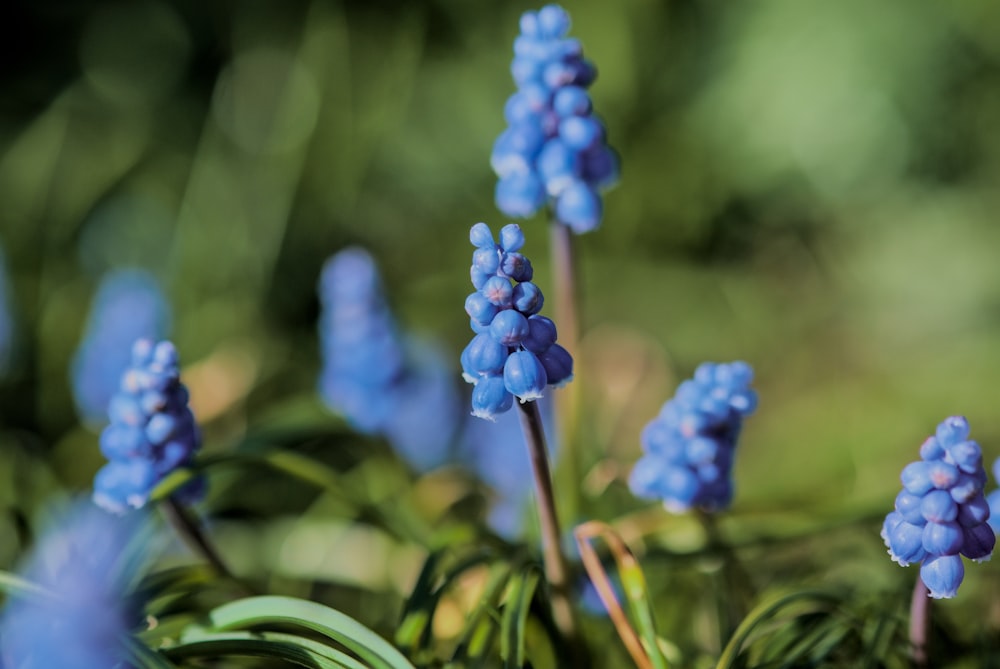 a group of blue flowers with green leaves