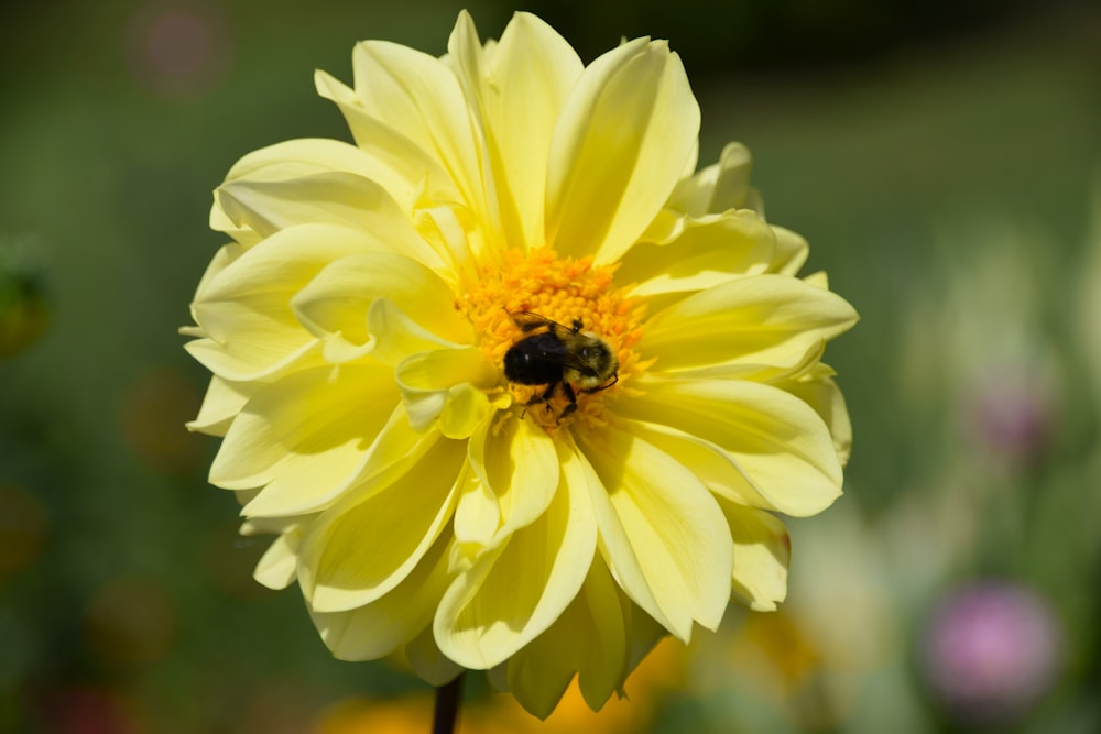 eine gelbe Blume mit einer Biene darauf