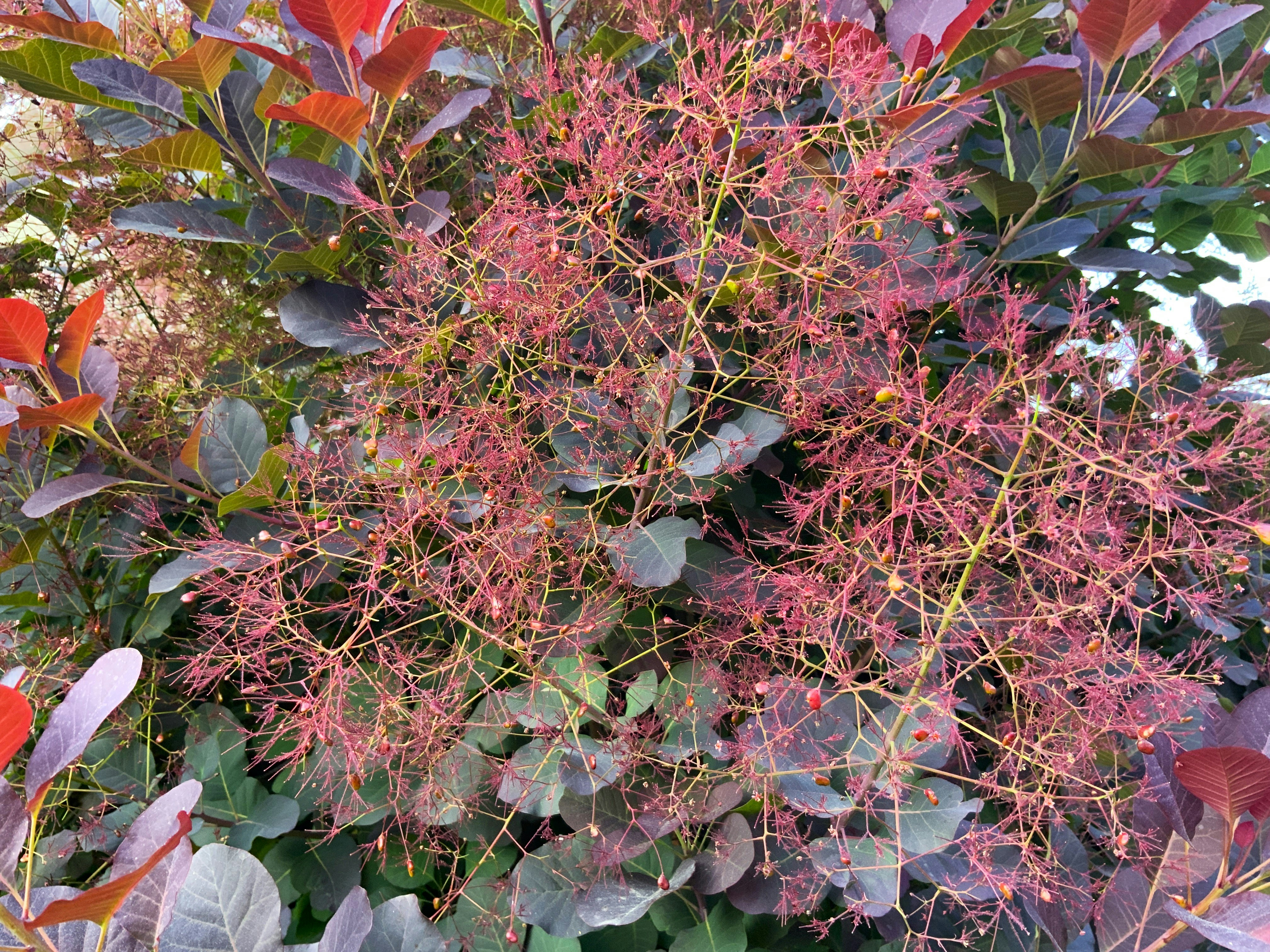 紫と緑の葉がたくさんある茂み