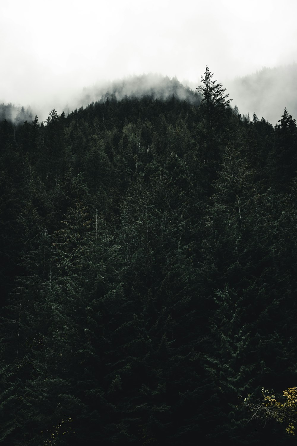 a forest filled with lots of tall green trees