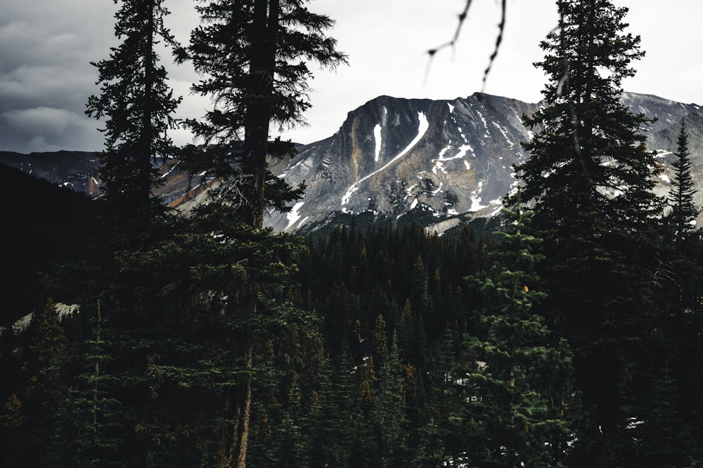 a view of a mountain with trees in the foreground