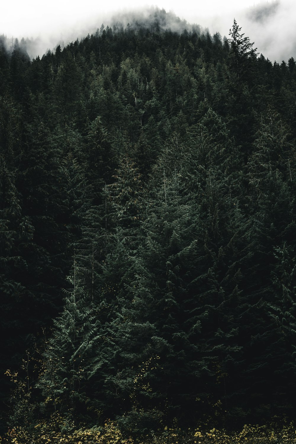 a forest filled with lots of tall green trees