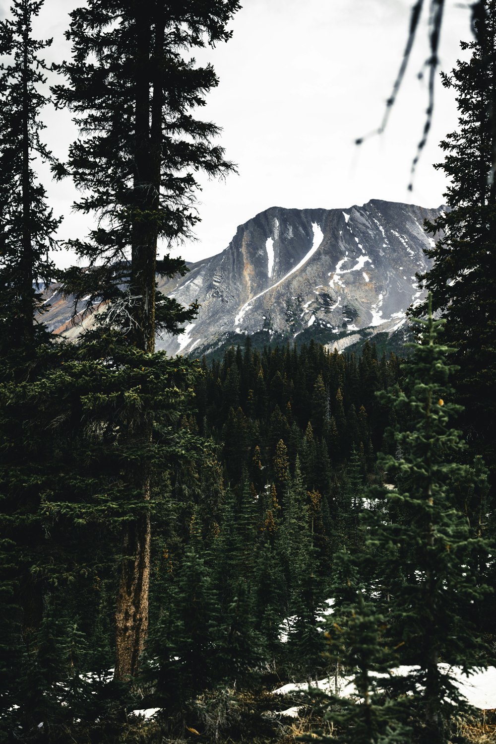 une vue sur une montagne à travers les arbres