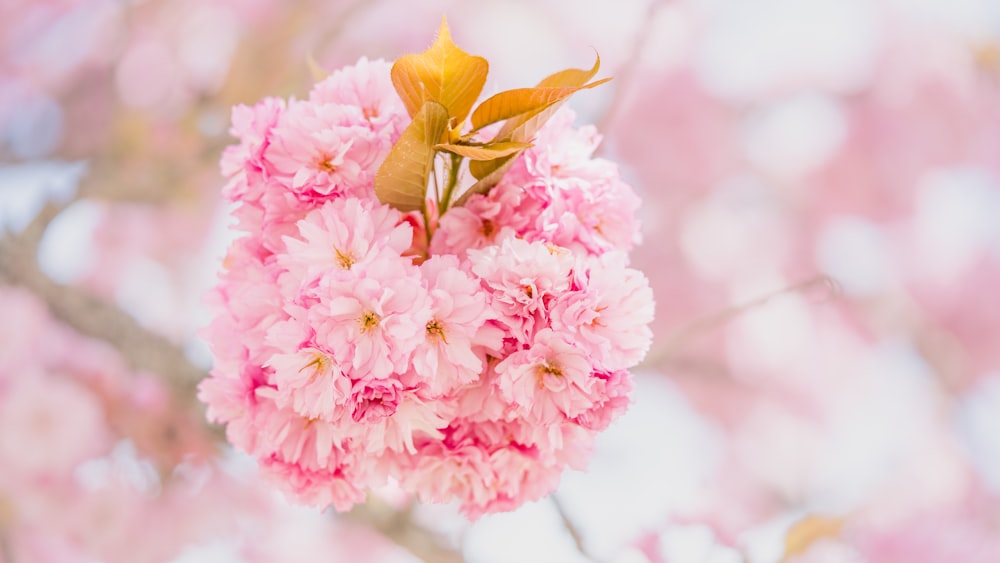 a bunch of pink flowers hanging from a tree