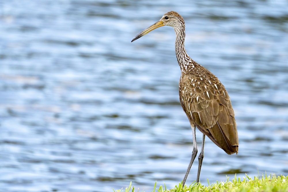 a bird is standing on the grass near the water