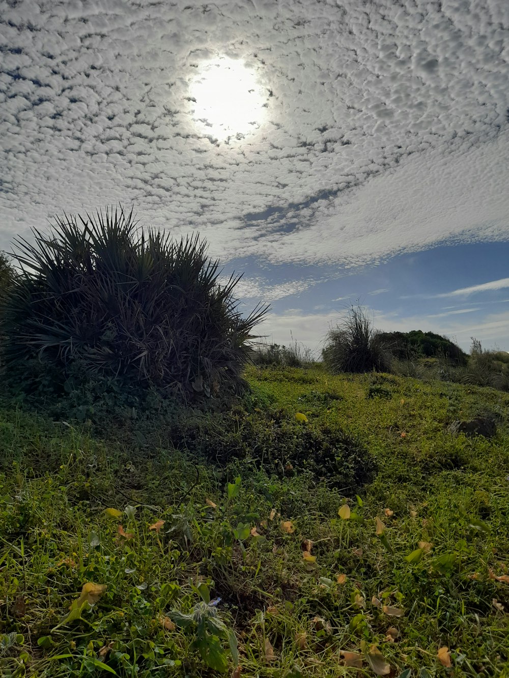 El sol brilla a través de las nubes sobre un campo cubierto de hierba