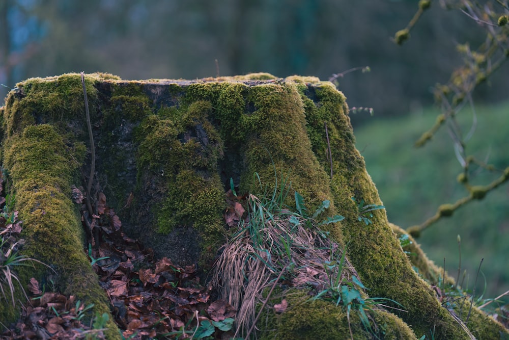 a moss covered tree stump in a forest