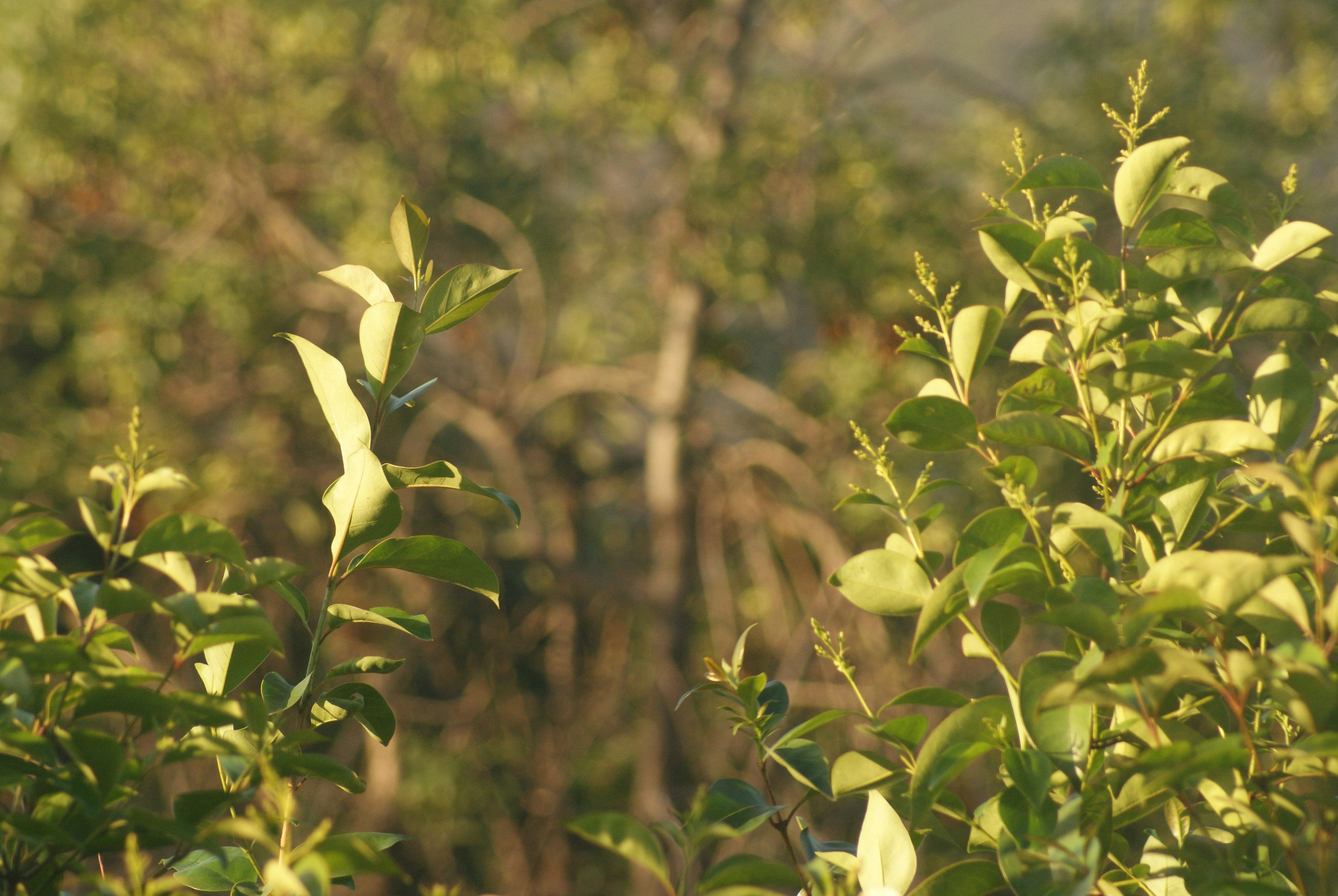 Photo by nickschneider