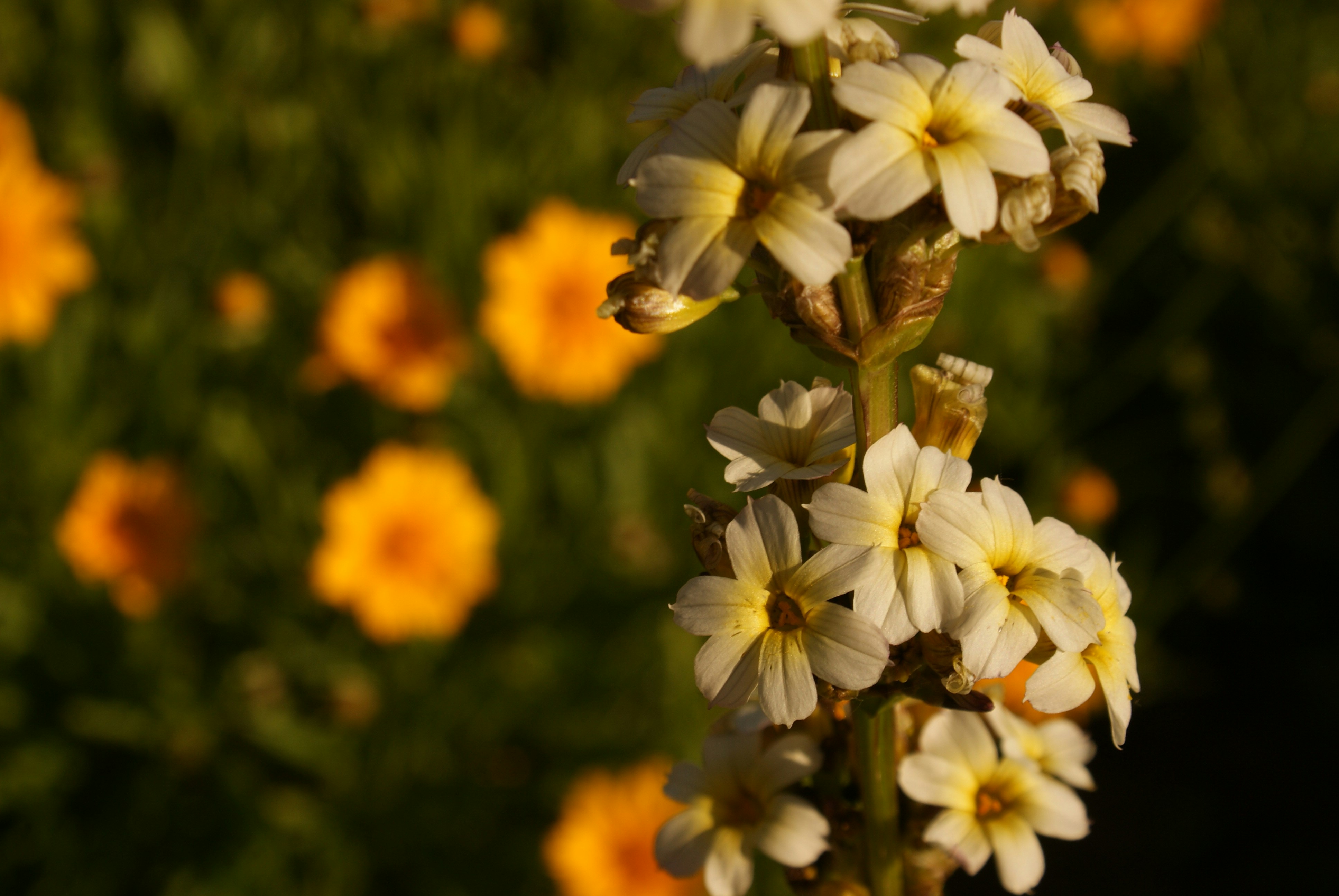 Photo by nickschneider