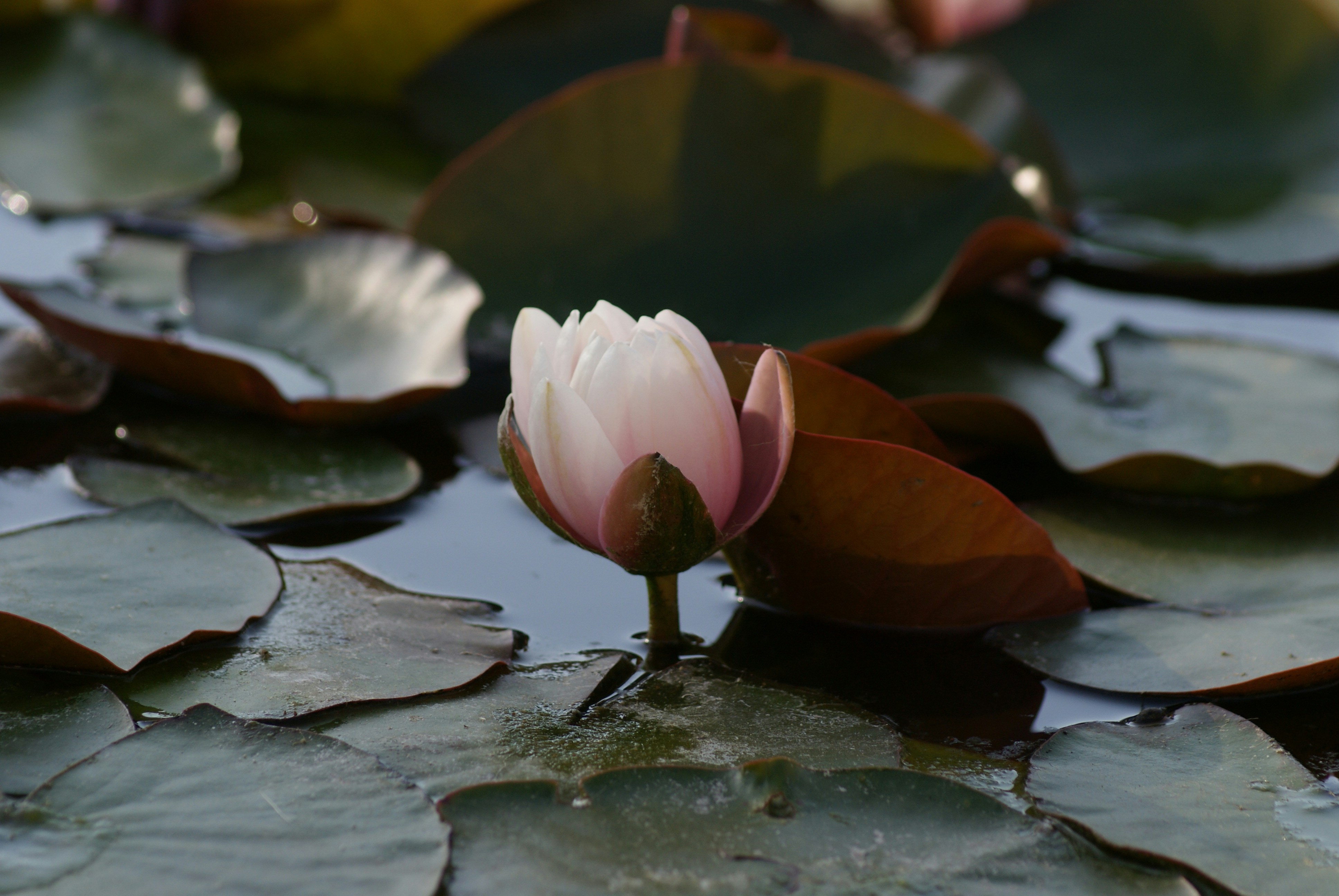 Photo by nickschneider