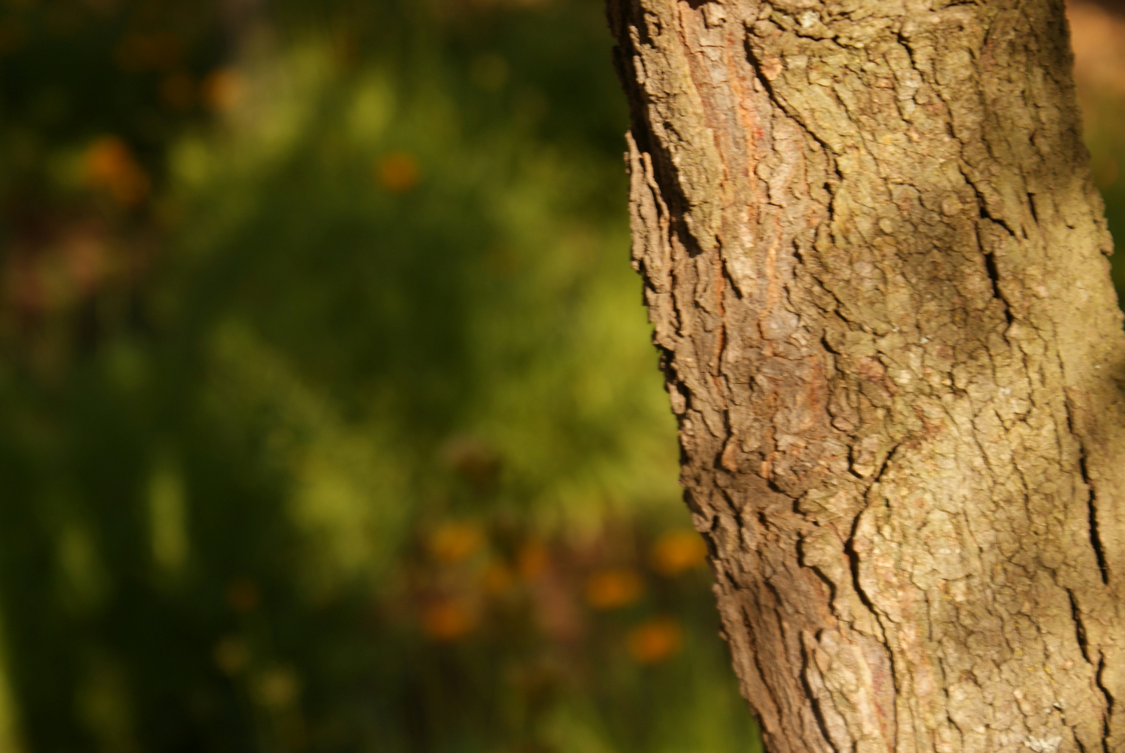 Photo by nickschneider