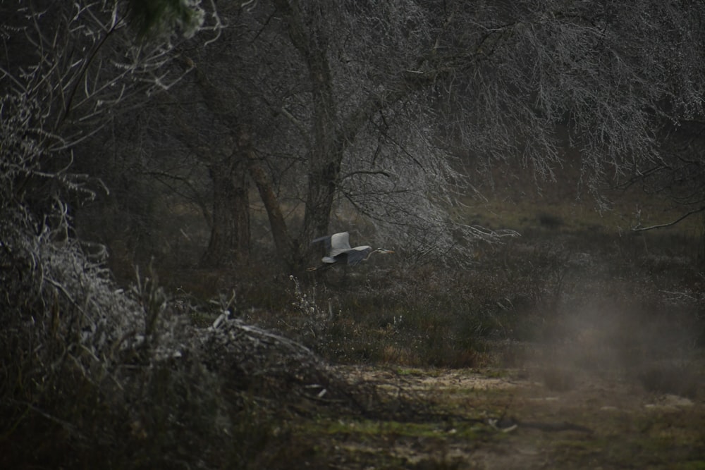 a bird flying over a dirt road in the woods
