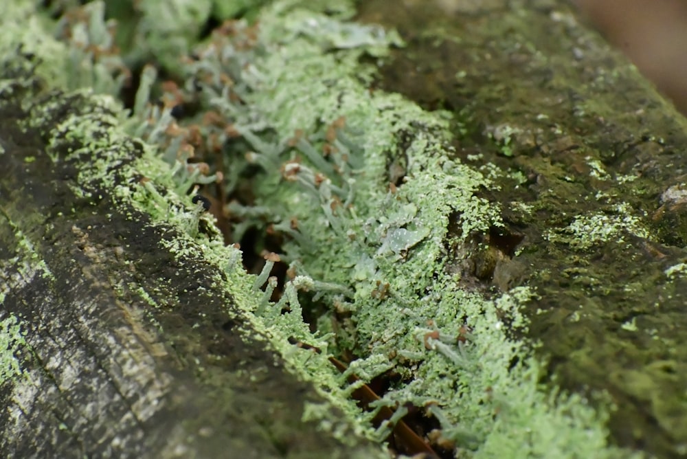 a close up of a tree trunk with moss growing on it