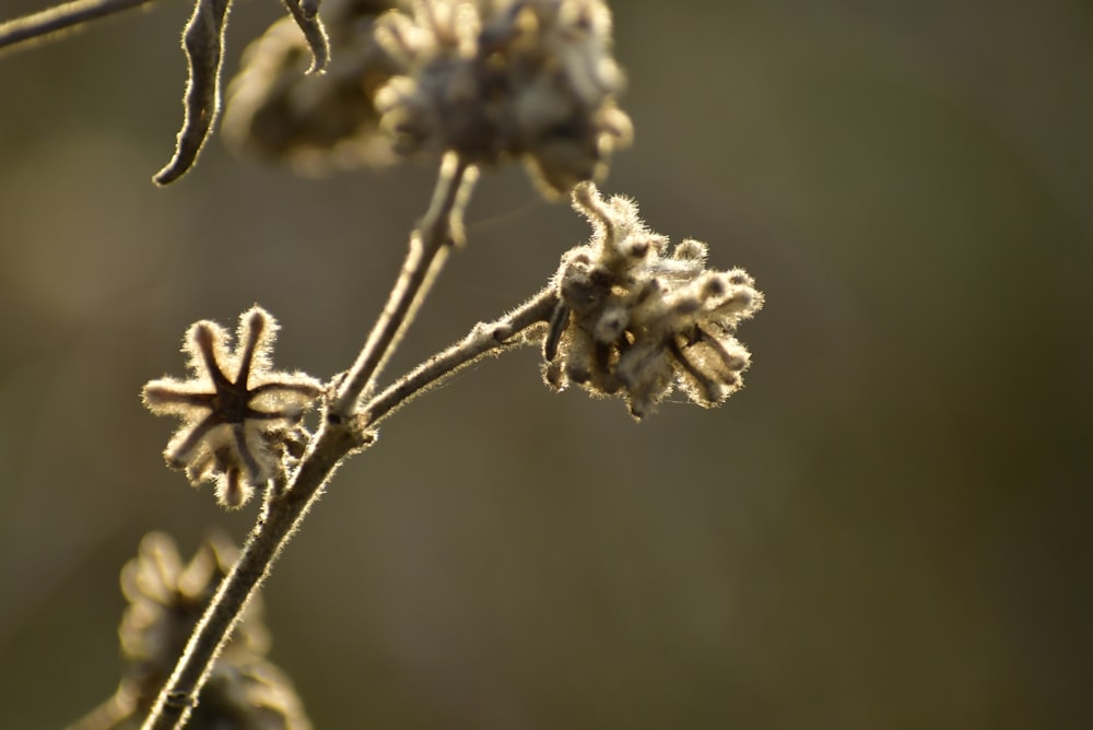 a close up of a plant with frost on it