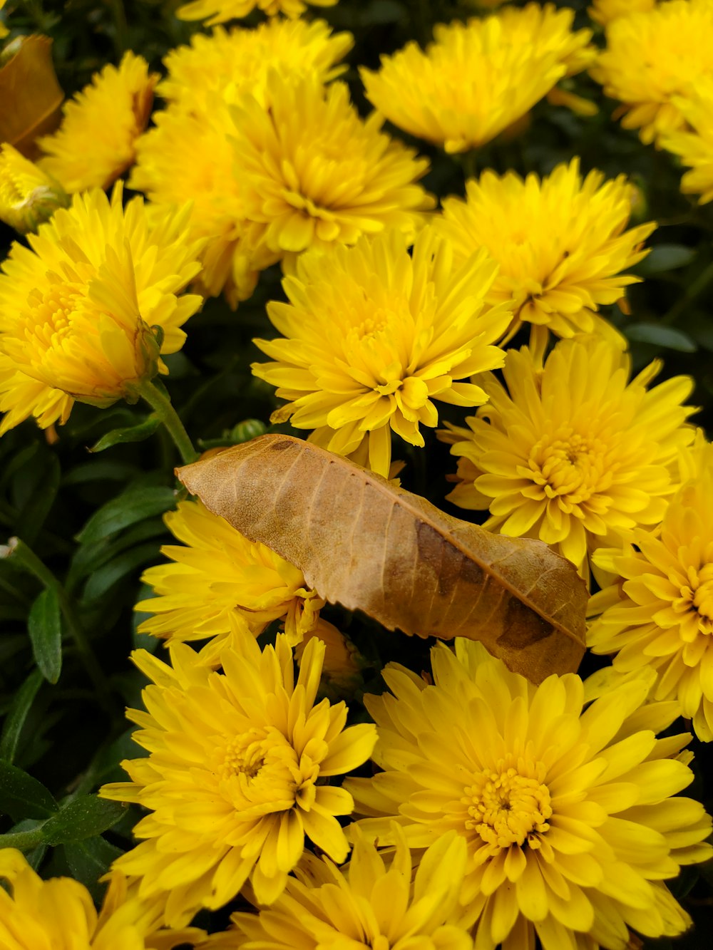 a yellow flower with a brown leaf on it