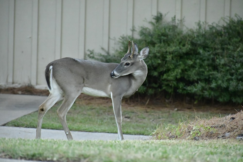 a deer standing on top of a grass covered field