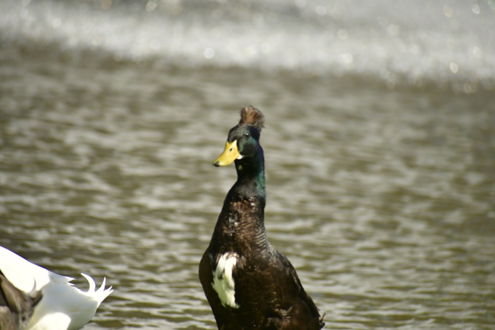 a black and white duck standing next to a body of water