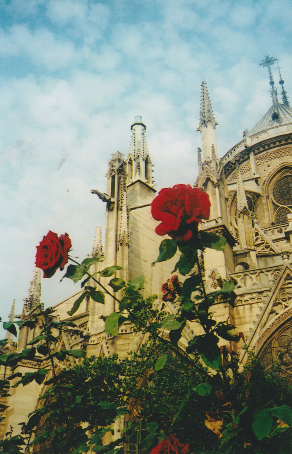 a rose bush in front of a large building