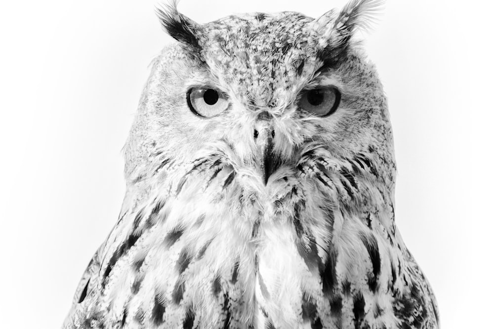 a black and white photo of an owl