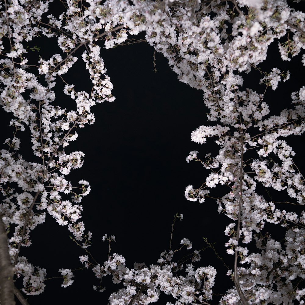 a black background with white flowers on it