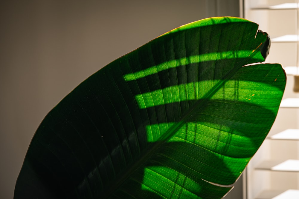 a large green leaf sitting on top of a table