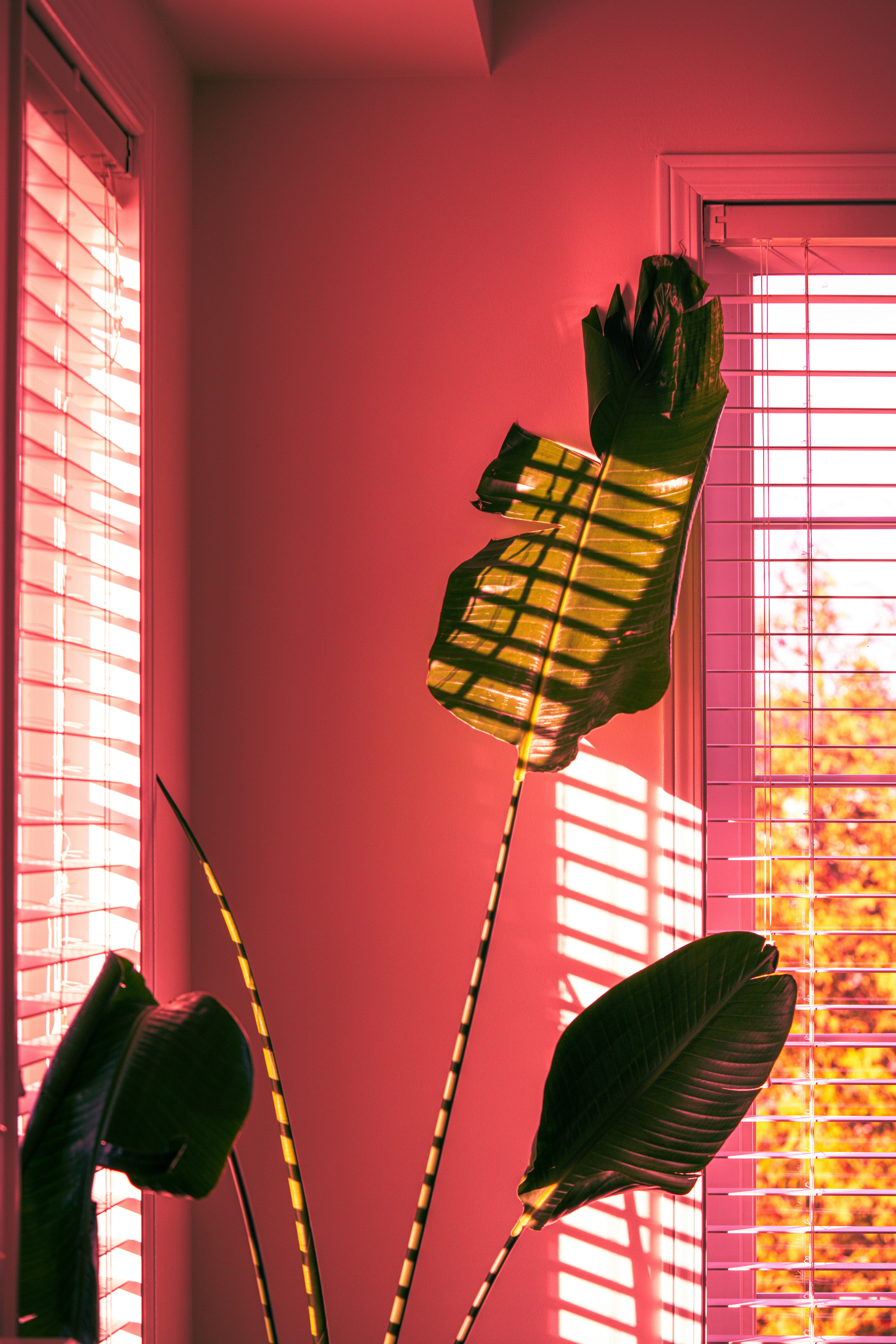 a pink room with a plant in the corner