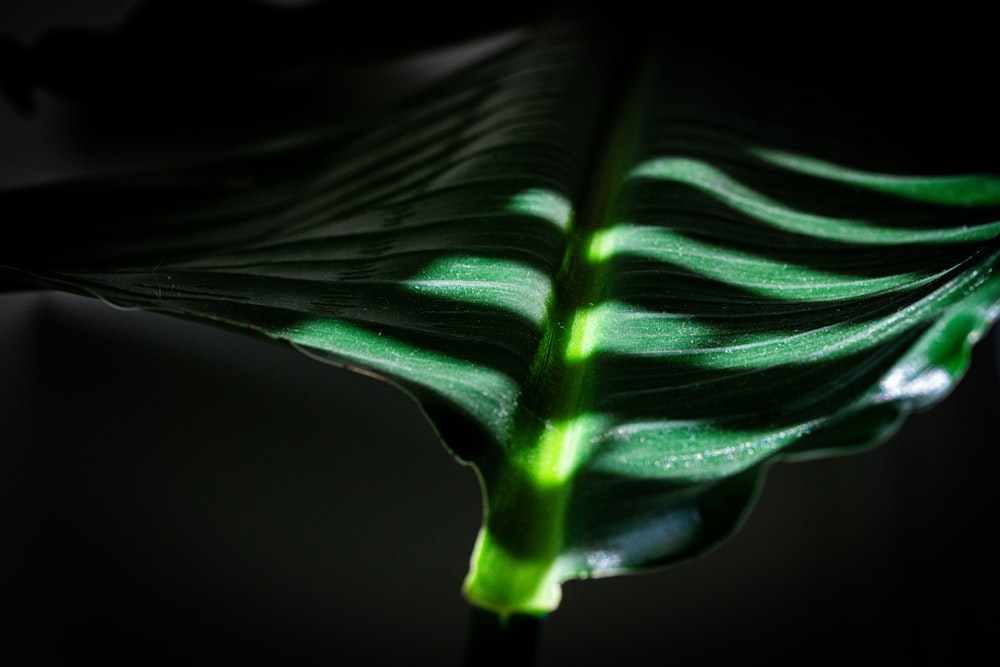 a green leaf with a black background