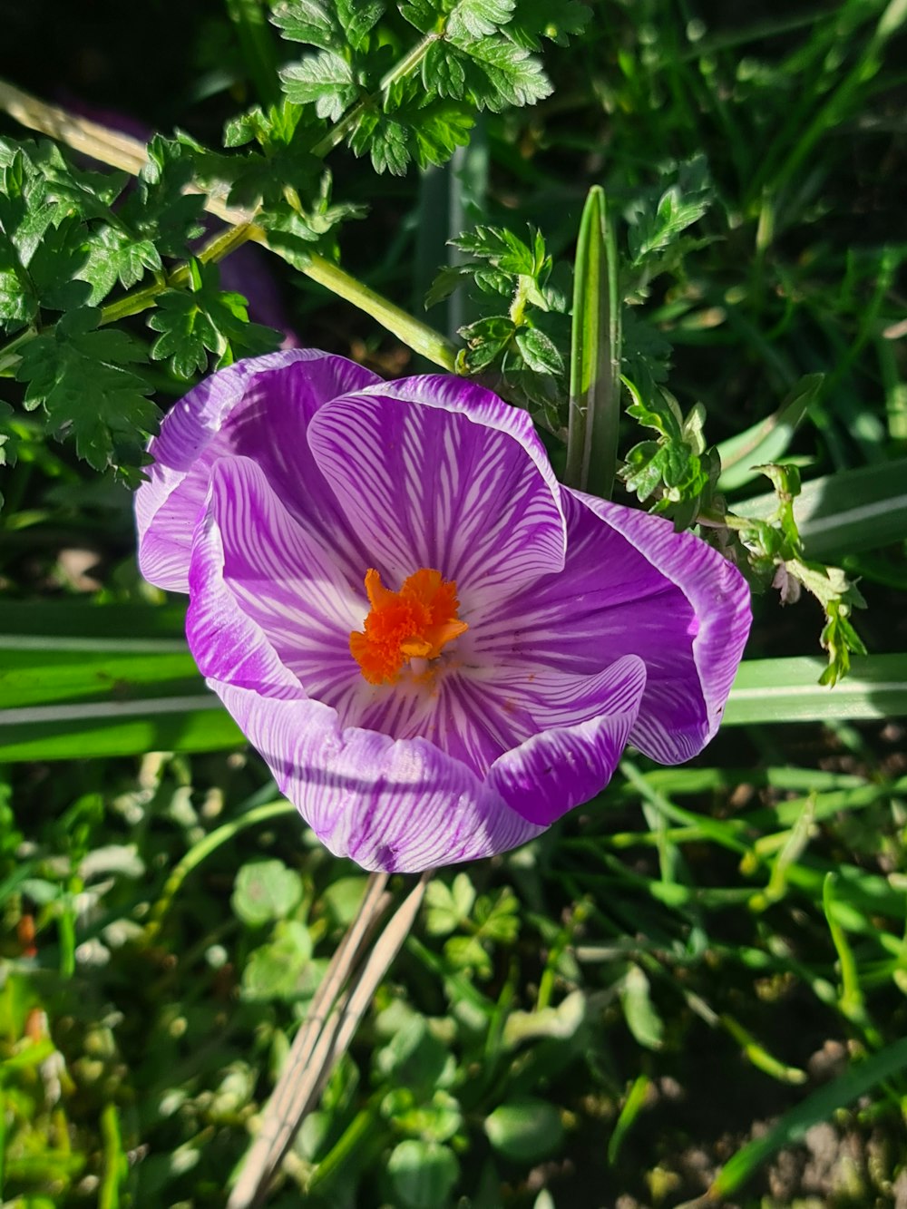 a close up of a purple flower in the grass