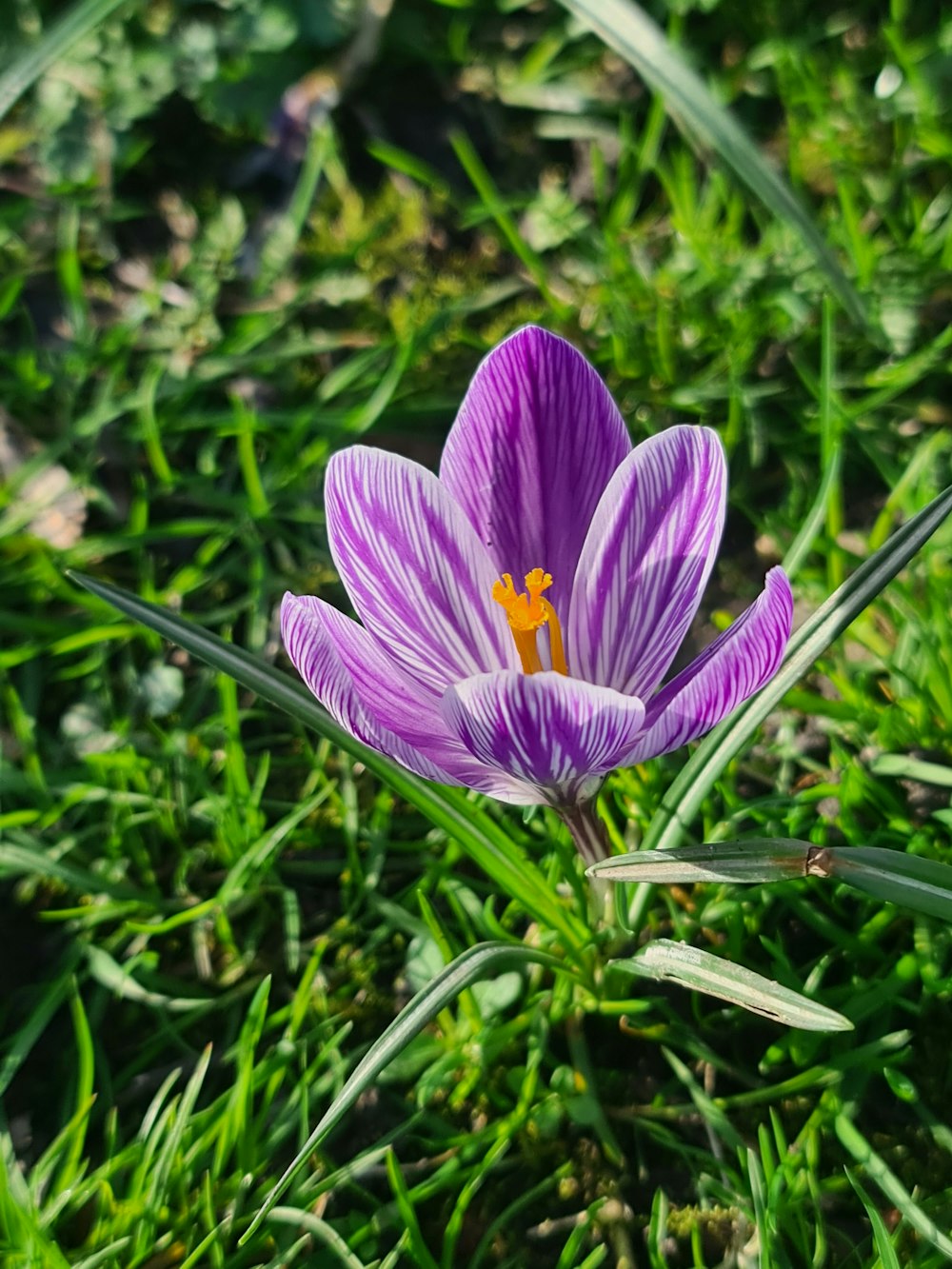 a single purple flower sitting on top of a lush green field