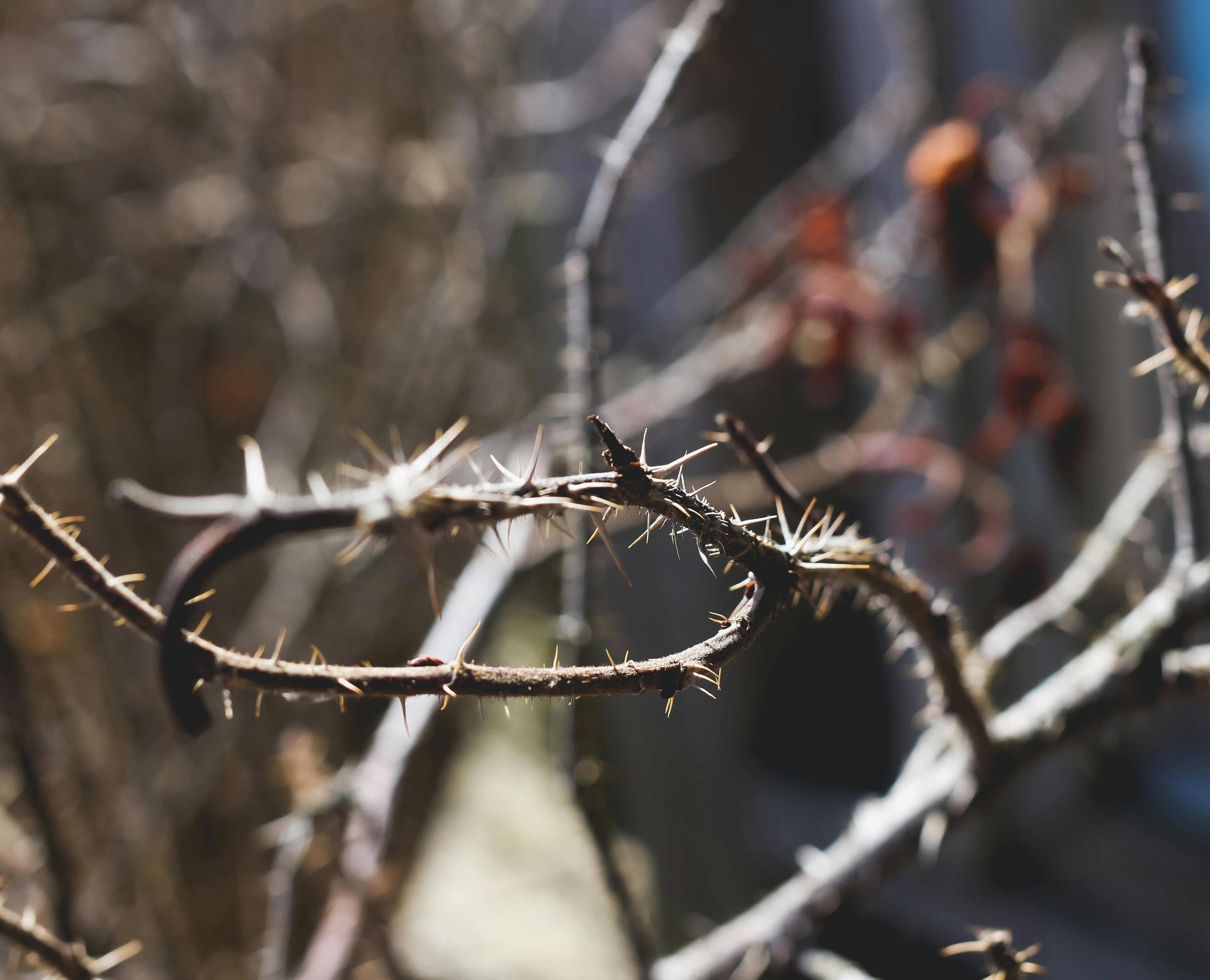 a close up of a tree branch with no leaves