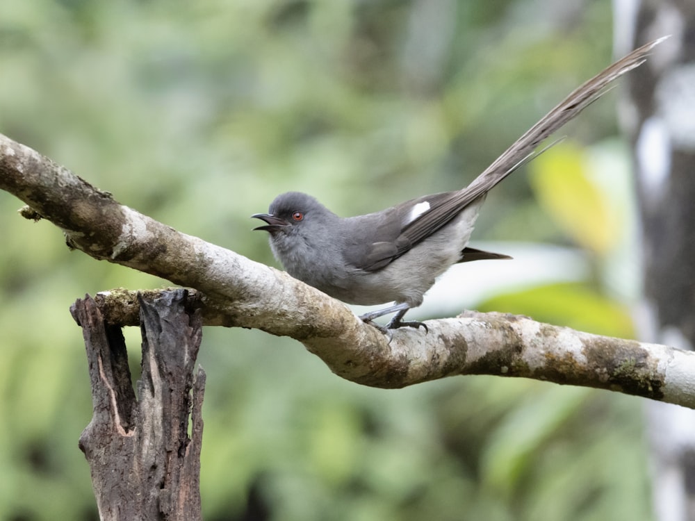 un pequeño pájaro posado en la rama de un árbol