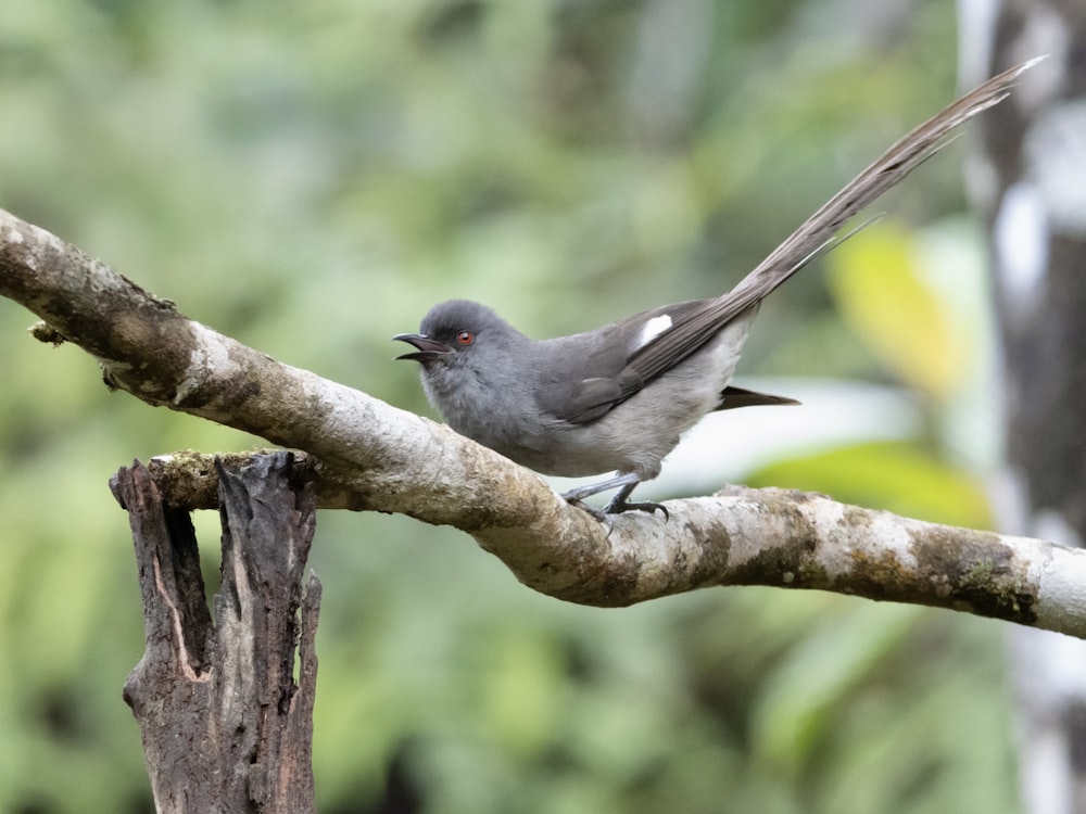 a small bird perched on a tree branch