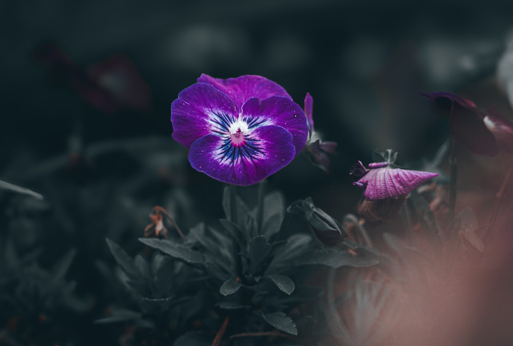 a purple flower sitting in the middle of a field