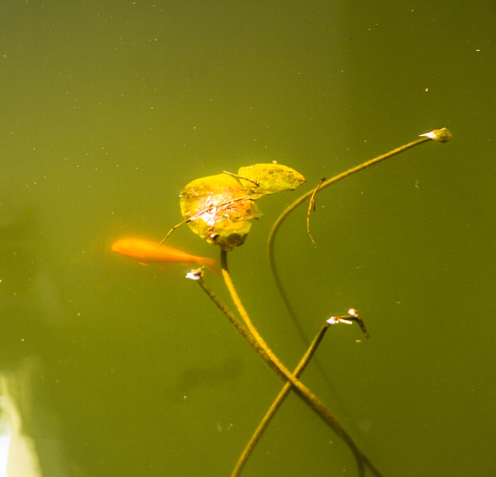 a yellow flower floating in a pond of water