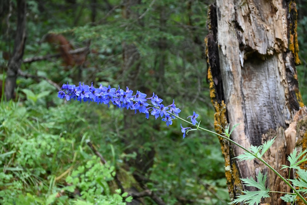 a blue flower growing out of the ground in a forest