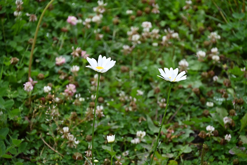 three white flowers in a field of green grass