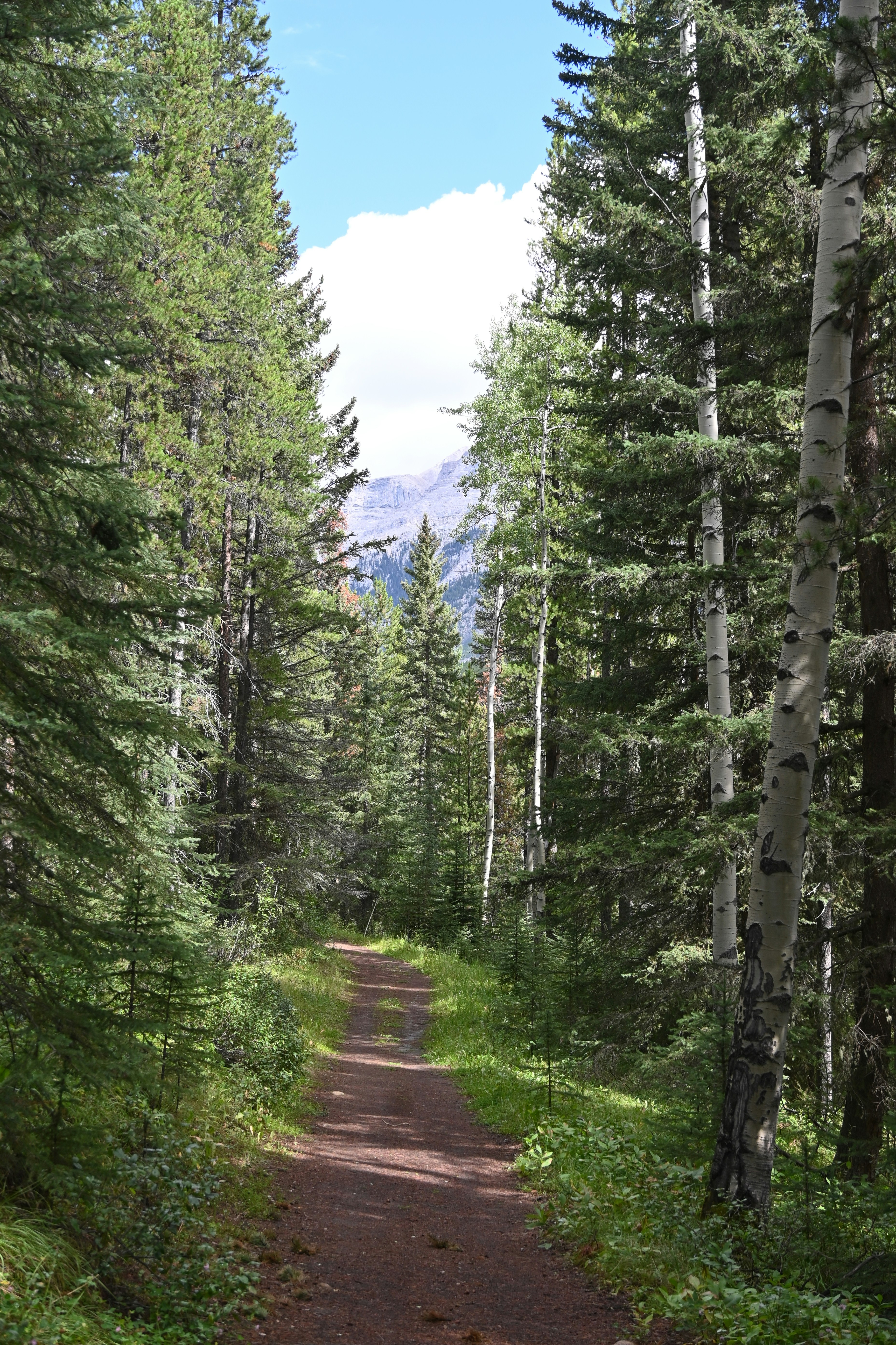 a dirt road in the middle of a forest