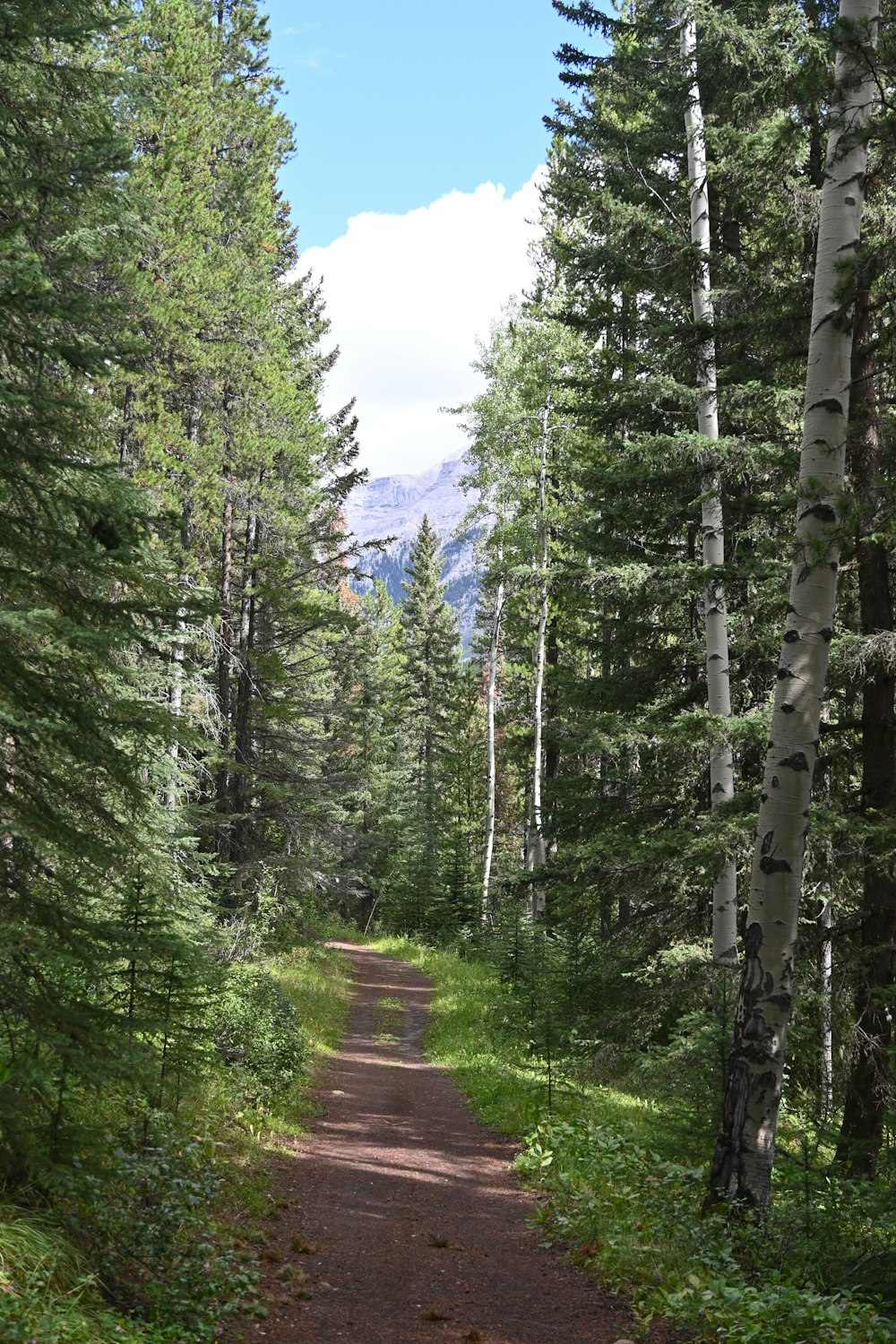 Una strada sterrata in mezzo a un bosco