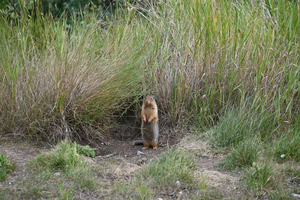 a small animal standing in the middle of a field