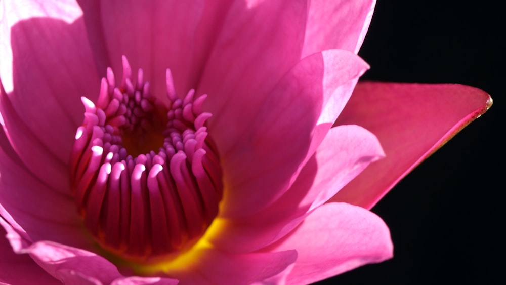 a close up of a pink flower with a black background