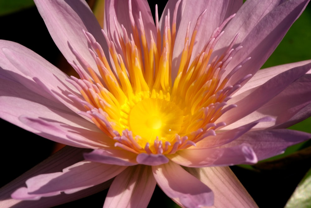 a close up of a pink and yellow flower