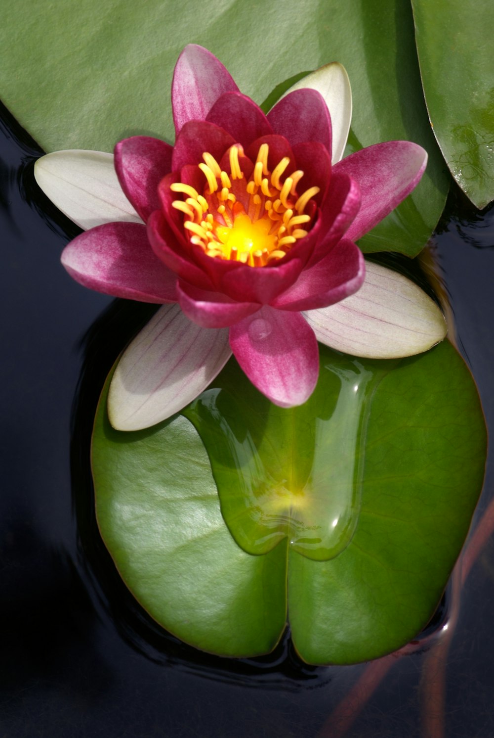 a pink and yellow flower sitting on top of a green leaf