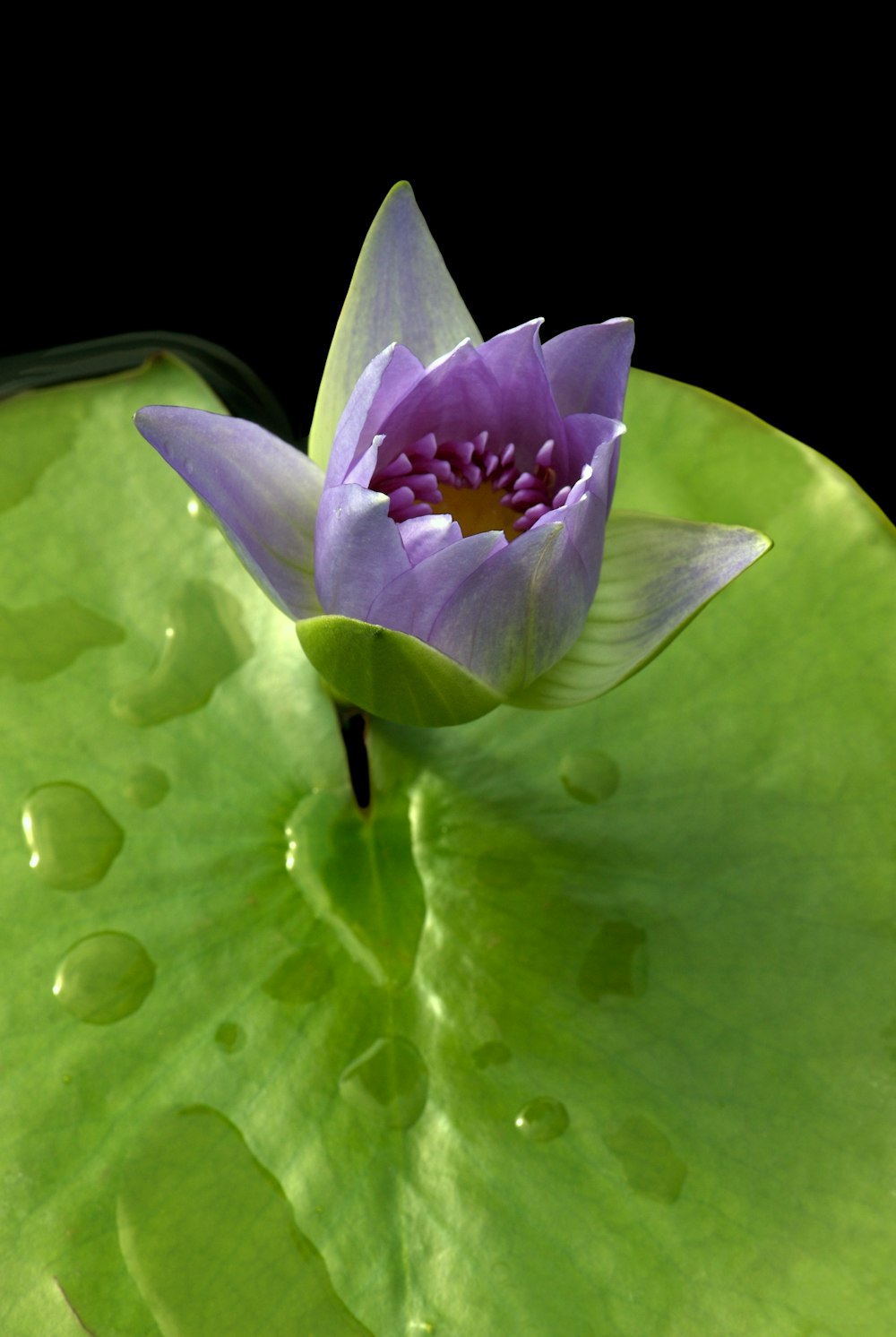 a purple flower sitting on top of a green leaf