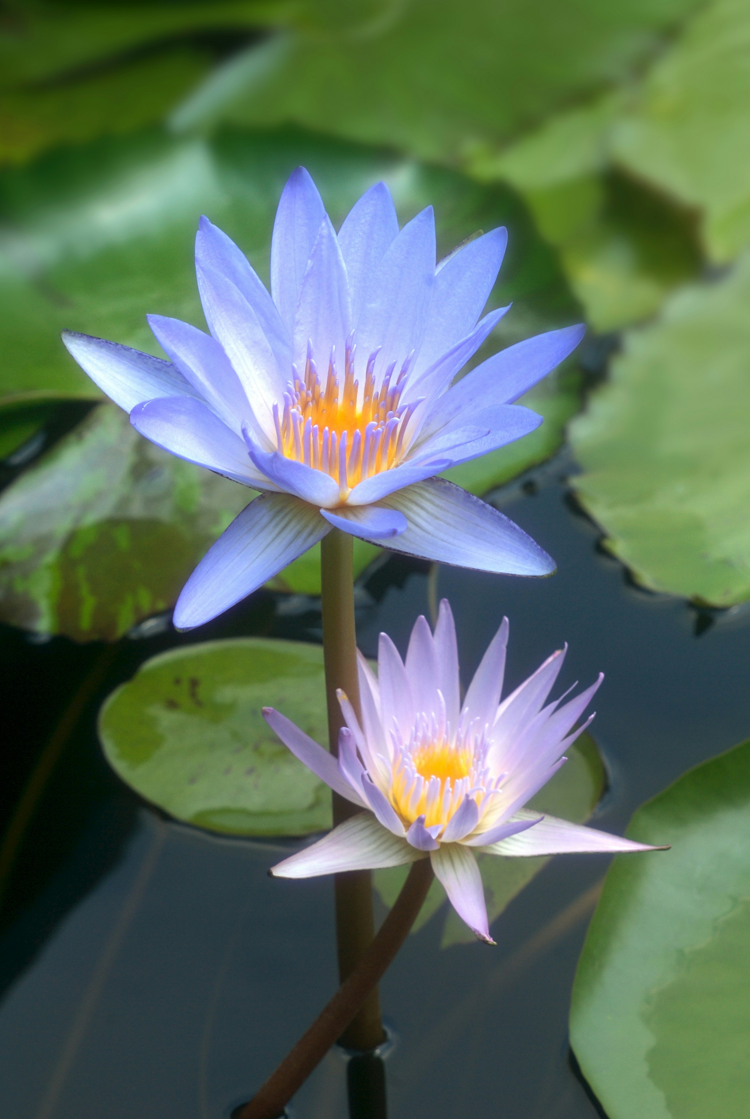 Two blue water lilies in a pond with lily pads photo – Free ...