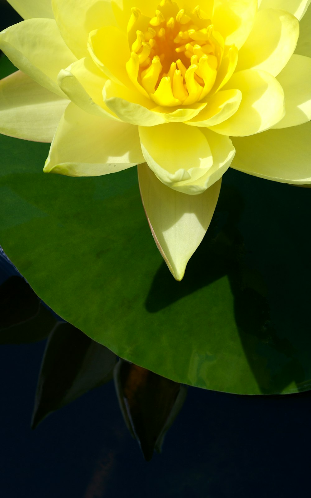 uma grande flor amarela sentada em cima de uma folha verde