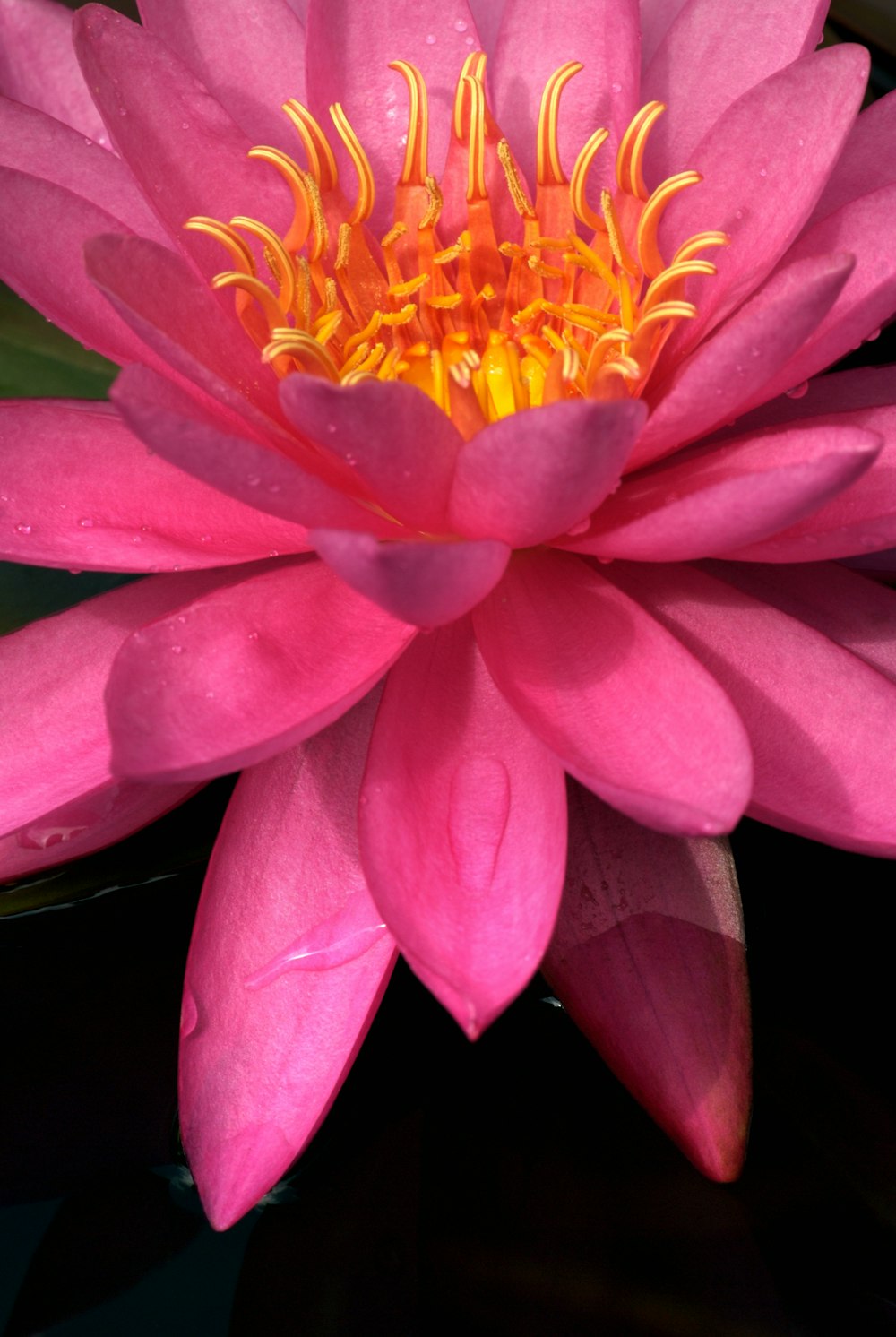 a pink flower with yellow stamen in a pond